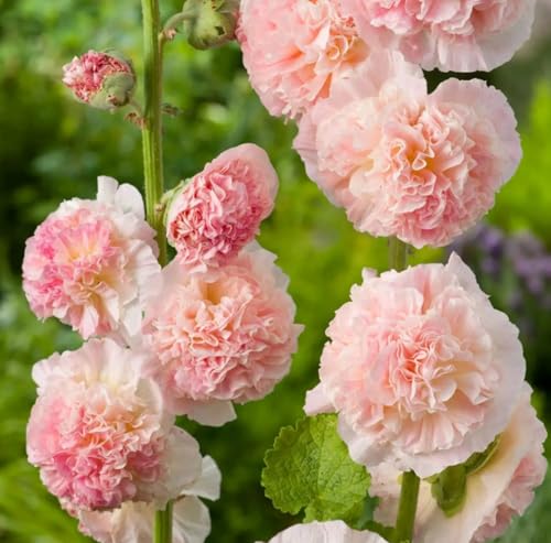 1 Pack of 15 SEEEDS Chater's Salmon Double Hollyhock