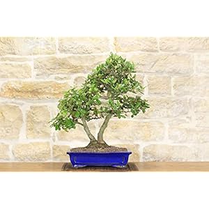 Eiken bonsai – Steeneik (73)