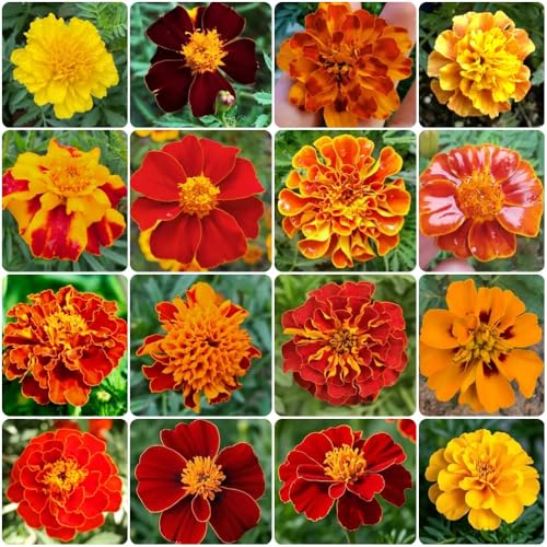 Semillas de caléndula - Tagetes patula - silvestres resistentes semillas de Variedades antiguas 400pcs
