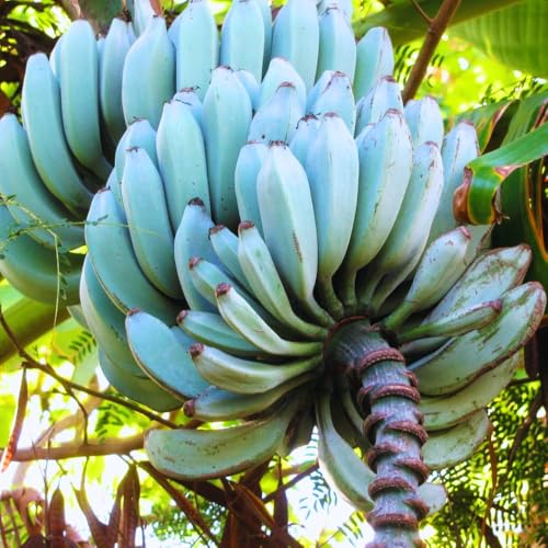 Ice Cream Banana Tree Live Plant, Blue Banana Fruit Plant Well Rooted, 5 to 7 Inch Tall Ice Cream Banana Tree Live Plant, Blue Banana Fruit Plant Well Rooted, 5 to 7 Inch Tall