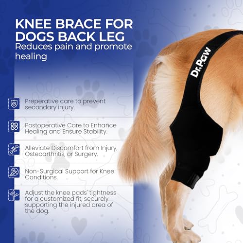 Image of Dog Knee Brace - Test Version (Small)