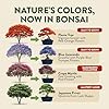 HOME GROWN Bonsai Tree Starter Kit – Unique Christmas Gift for Adults, Men, Women - Grow 4 Bonsais – DIY Crafts Hobby Gardening Kit for Plant Lovers, Mom, Dad - White Elephant Gifts for Adults #1