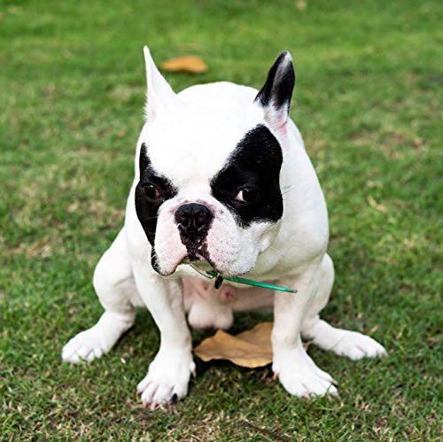 Dog Pooping Calendar 2023, 12 X 12 Inch, Funny Gift, White Elephant, Gag Gift, Secret Santa #TOP4