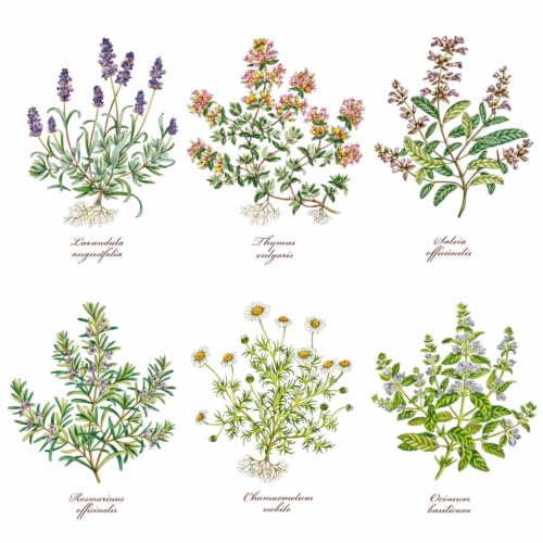 Herb Thyme Basil Rosemary Lavender Overglaze Ceramic Decals 4 Inch (6 Decals)