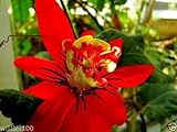 Passion Flowers Seeds- (10 Seeds ) Red Passiflora Coccinea - Rare Tropical Vine