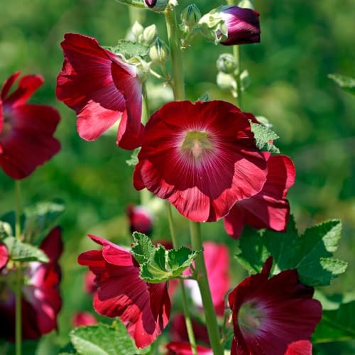 Alcea Rosea - Common Hollyhock Hardy Perennial - Classic Cot