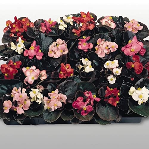 Bégonia fibreux annuel vivace cocktail 120 graines de plantes d'intérieur de fleurs Semperflorens