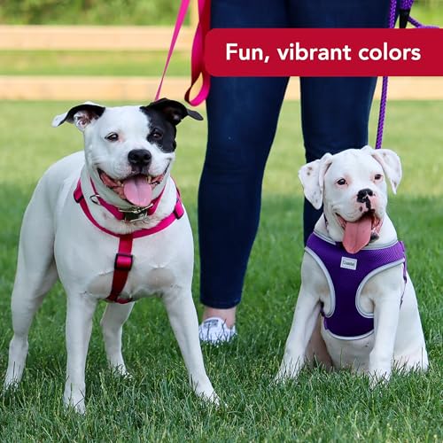 Coastal Pet Comfort Soft Reflective Wrap Adjustable Dog Harness - No-Pull Dog Harness for Small & Large Dogs - Purple - 1\" x 28\"–36\" - Thumbnail 6