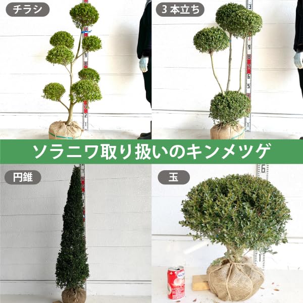Amazon｜［生産者直送］［2本セット］キンメツゲ 玉 仕立て 樹高約0.3m
