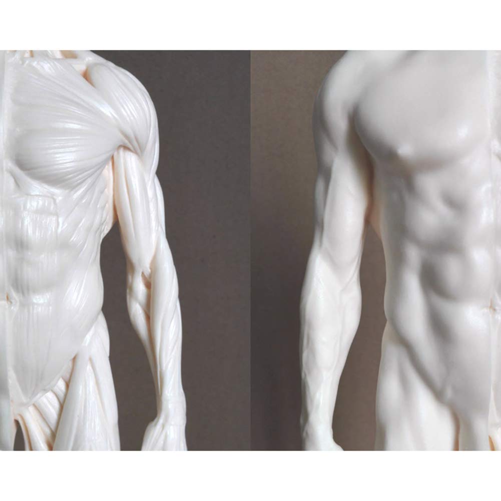 Modèle D'Enseignement, Modèle De Peinture Anatomique De Squelette Humain De 30 Cm, Anatomie, Sculpture Anatomique De Crâne, Tête, Corps, Muscle, Dessin d'artiste