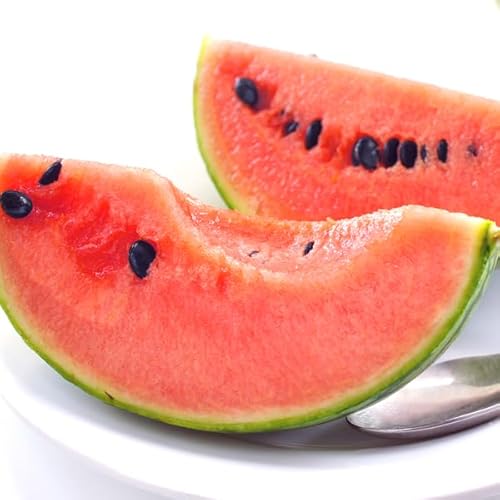 kCY ʃXCJ 2 (/:DiEGi/TCY:1 2`3kg)  ʂ  XCJ Z   c Mtg 蕨 v[g ƒp kC ʕ t[c 