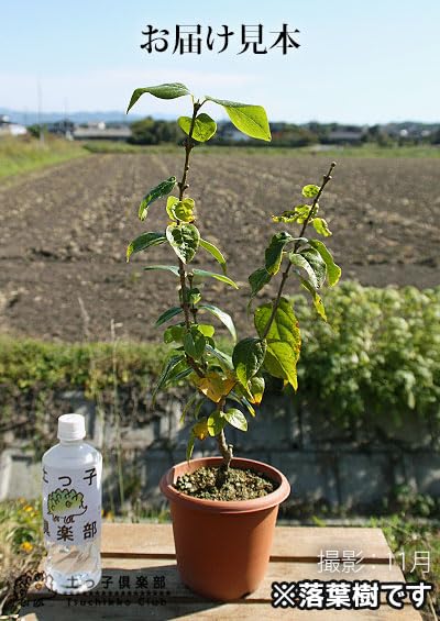 Amazon｜満月蝋梅 （ まんげつろうばい ） 5号鉢植え 【単品】｜観葉