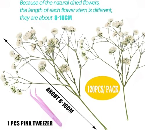 Flores Secas Presionadas White Babys Breath 130 Piezas miniatura 2