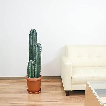 ★専用★カクタス様 サボテン オプンティア バニーカクタス ホワイト 3.5~4号(1鉢