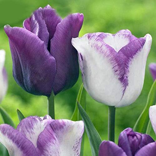 XIAYU 100Pcs Tulip Seeds Tulip Flower Seeds Perennial Potted Plants Tulip Flower Seed Flowers