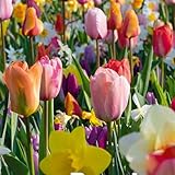 Bloomique - Mischung aus 50 - Beauty Mix - Mischung aus 6 Sorten - Blumenzwiebeln - Frühlingsblüte - Mehrjährige Pflanzen - Wächst von 5 bis 55 cm