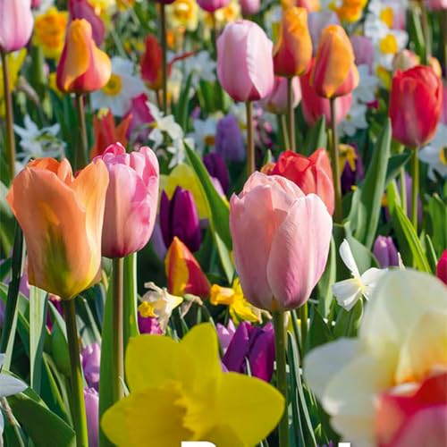Bloomique - Mischung aus 50 - Beauty Mix - Mischung aus 6 Sorten - Blumenzwiebeln - Frühlingsblüte - Mehrjährige Pflanzen - Wächst von 5 bis 55 cm