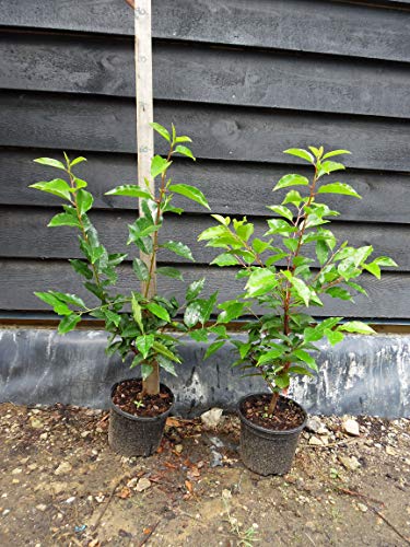 PRUNUS lusitanica 'Angustifolia' - Pépinières Ripoche - Nantes / Divatte sur Loi