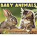 Baby Animals 2020 Box Calendar