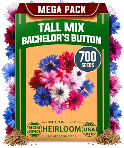 HOME GROWN Bachelor Button Flower Seeds Tall Mix 700+ Cornflower Heirloom Seeds for Planting - Quick Blooming, Non-GMO, Pollinator Friendly, Easy to Grow Wildflowers USA Grown (Centaurea cyanus)