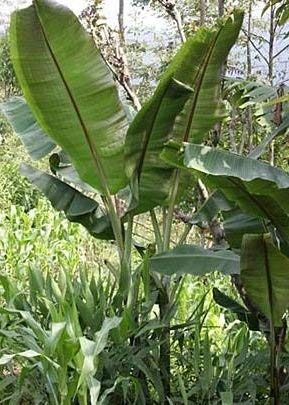 Aachondra Nuovi 10 semi freschi di banana verde