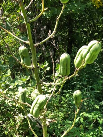 Organic Yucca Seeds (Yucca filamentosa) 50 Seeds (0.5 Grams) - Adam\'s Needle, Spanish Bayonet, Yucca, Needle Palm Seeds by Smoke Camp Crafts
