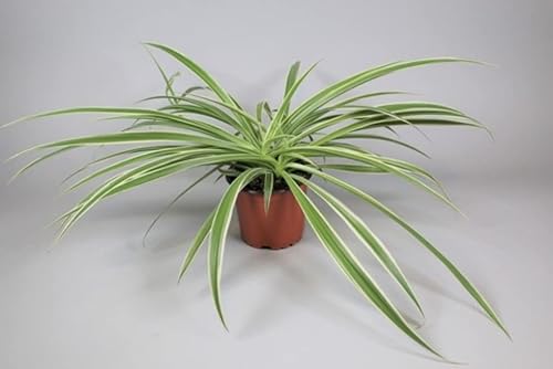 Image of Spider Plant Chlorophytum Laxum - White Green Varigated Indoor House Plant in 12cm Pot