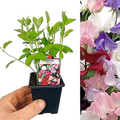 Carbeth Plants 3 x Sweet Pea Plant Mix in 9cm Pots