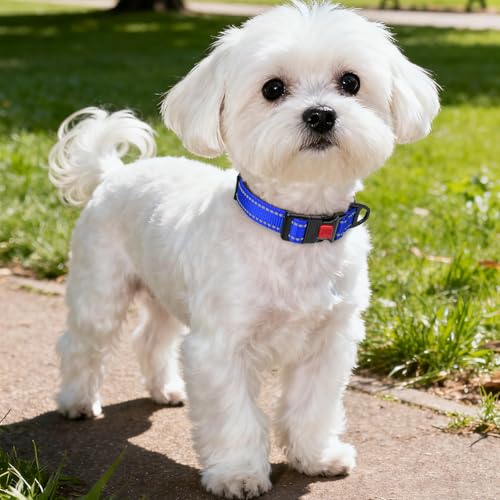 Image of Taglory Reflective Small Dog Collar, Comfortable for Safe Night Walks, Blue