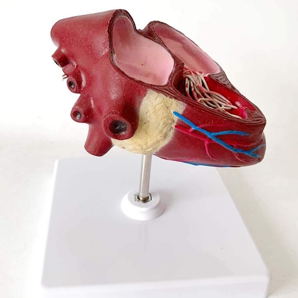 Anatomiczny model serca psa – edukacyjny model z PVC do nauczania weterynarii i szkoleń w opiece zdrowotnej