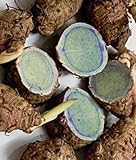 Generic 100pcs Turmeric Root Seeds Blue