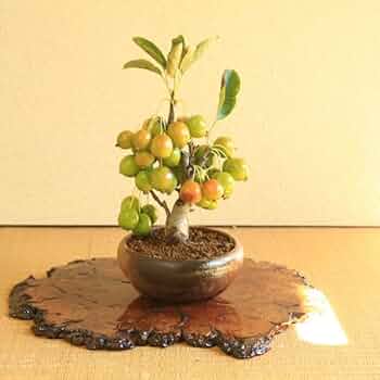 三河盆栽　姫レモン　盆栽 Amazon.co.jp: 遊恵盆栽 盆栽：姫りんご*(瀬戸焼三彩鉢) 実物花盆栽