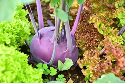 1000 Samen Blauer - Violetter Kohlrabi Purple Garten Gemüse Pflanzen Vegan