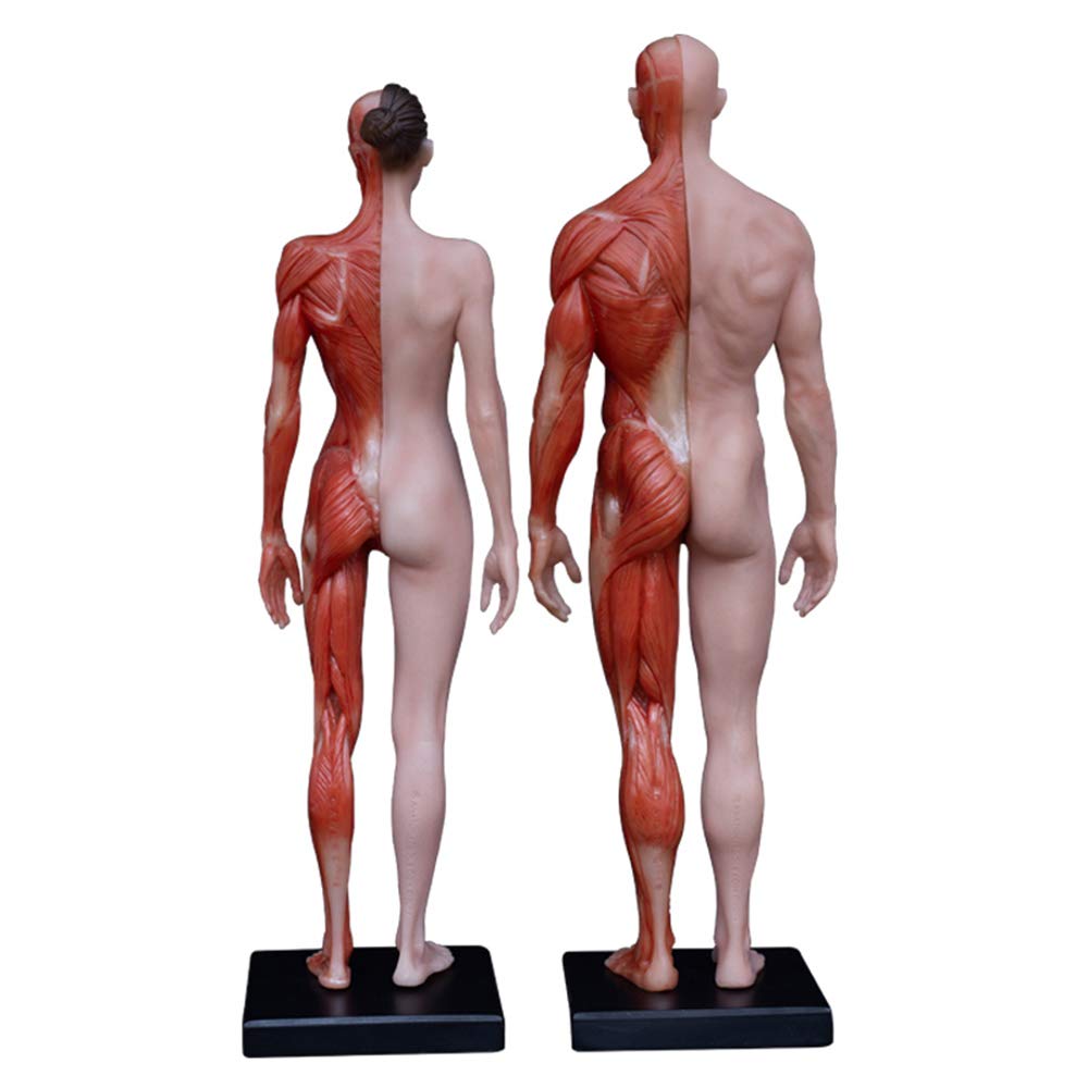 Figure d'anatomie féminine et Masculine - Modèle de Figure d'anatomie Humaine - Modèle d'os Musculaire Anatomique Humain en matériau PU - pour étude de Dessin d'artiste médical (2 pièces),A