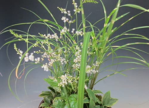 Amazon | 初夏～夏の山野草 花芽付き！一ッ葉ショウマ、姫ヤハズススキ