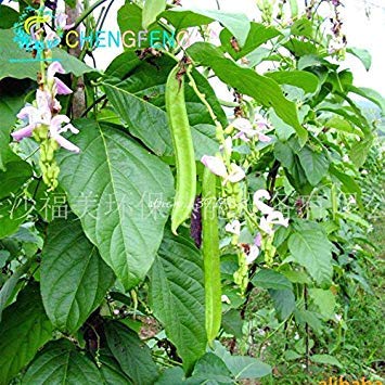 semi Originali di Fiori pacchetto, Giallo Lavanda di mare Non dimenticare di me, semi maturi Fiorite 80 giorni, 30 particelle semi/Bag