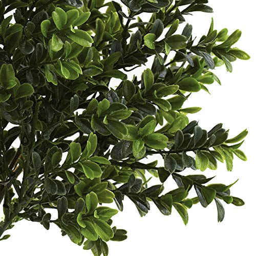Mejores review On-line Venta de plantas naturales - los más vendidos. 26 Imagen adicional