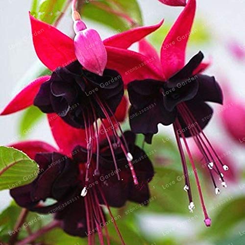 MARS Foam Insulation Tape (1/8