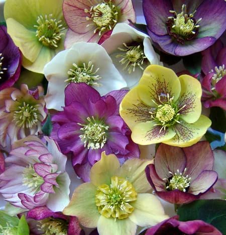 100 Pcs Mixed Helleborus Flower Seeds, Perennial Winter-Blooming Seeds for Planting, Hardy Shade-Loving Flowers for Gardens, Borders, Containers & Year-Round Decorative Landscaping