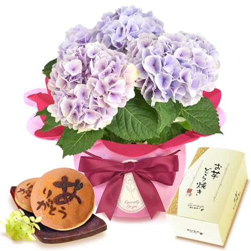 あじさい4号鉢&選べるスイーツセット