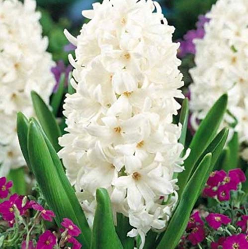 Pianta vera di Giacinto Orientalis Carnegie - Bulbi