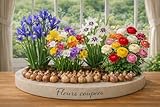 Lot de 40 bulbes – FLEURS COUPEES -Mix de 4 variétés - Bulbe Fleur Jardin - 274...