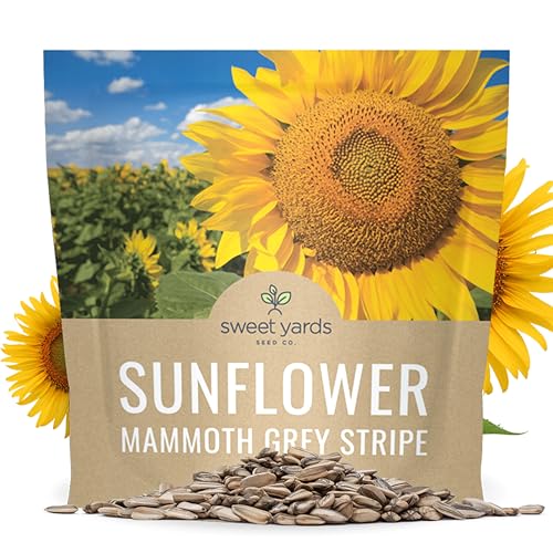 Mammoth Grey Stripe Sunflower Seeds for Planting Extra Large Packet Over 250 Open Pollinated Non-GMO Seeds Helianthus annuus
