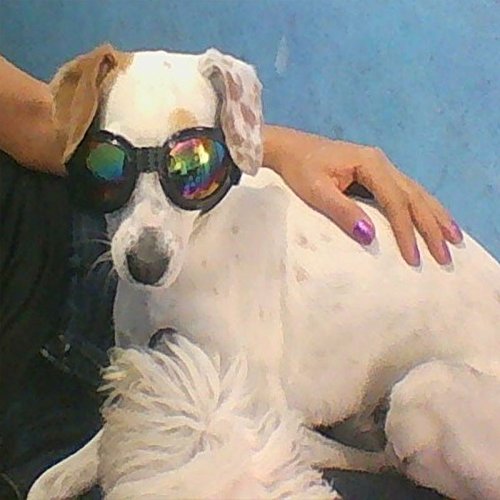 Occhiali Da Sole Per Cani Cool Pet - Regolabili, Impermeabili, Per Bulldog Francese E Cani Medio-Grandi, Protezione UV