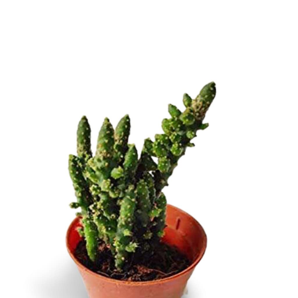 OhhSome Plant For Kitchen Counter Opuntia Tuna Monstruosa Live Succulent Cactus Online Natural Plants (Healthy Plant)