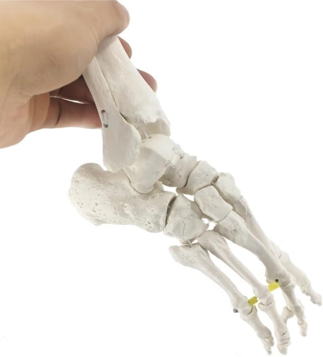 Anatomía De La Educación Cuerpo Humano, Modelo De Hueso del Pie Flexible Y Separado, Ejercicio Articulación Tobillo, Enseñanza Demostración Rehabilitación Muñeca de Anatomía