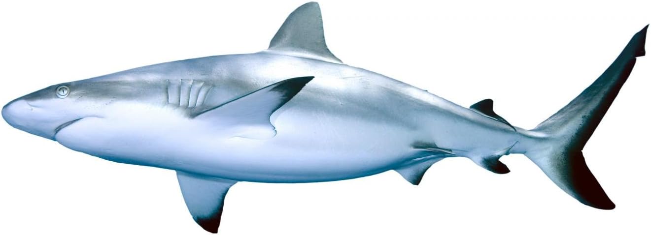 Wallmonkeys Shark Wall Decal Peel and Stick Graphic WM161067 (18 in W x 12 in H)