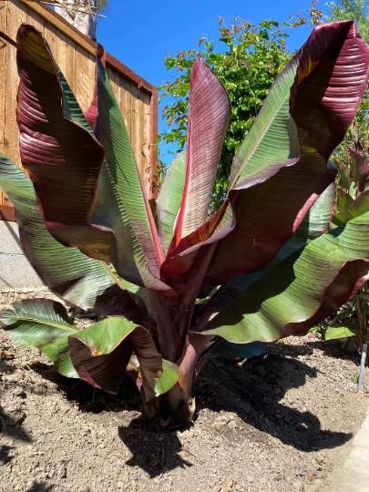 Ensete maurelii Red Abyssinian Banana Tree in 4 inch Pot *Cold Sensitive* (1)