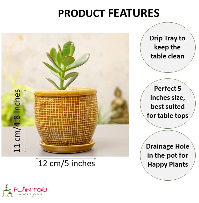 Image of Plant Pot with Tray /Plate for Small Plants, Bonsai, Succulents, Cactus | Planter for Living Room (Brown, 1 Flower Pot Ceramic)(5 inches Pot for Home Decoration)