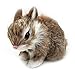 Produktbild generisch Plüschhase aus Kaninchenhaar Kaninchen Ostern Dekoration Stofftier Hase Spielzeug Living Natur Rabbit Kinder Geschenk Bunny Fotografie Requisiten Hasen
